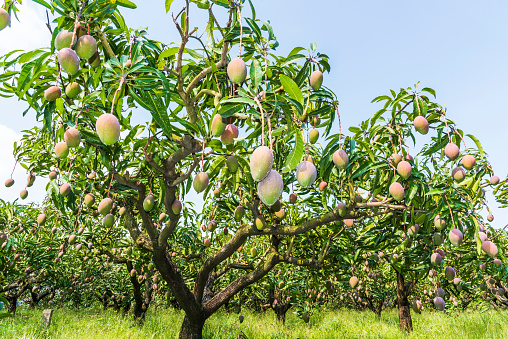 Close-up of mango fruits on mango tree in Taiwan.