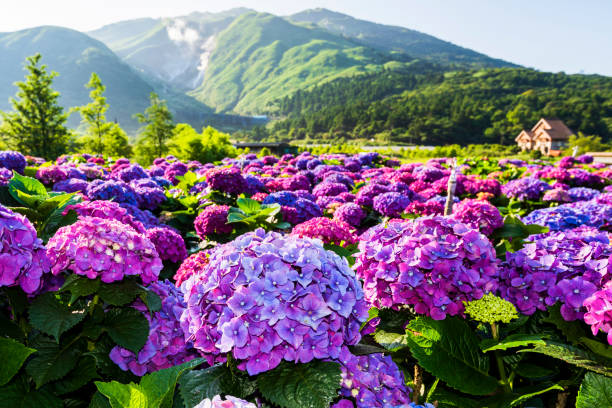istock Hydrangea macrophylla - Beautiful bush of hydrangea flowers in a garden. 1204222236