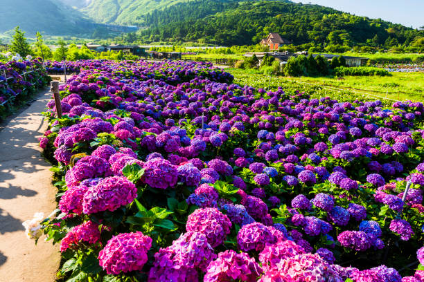 istock Hydrangea macrophylla - Beautiful bush of hydrangea flowers in a garden. 1204222821