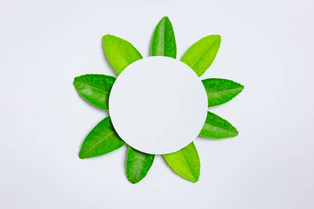 istock green leaf and paper circle on center 1204223685