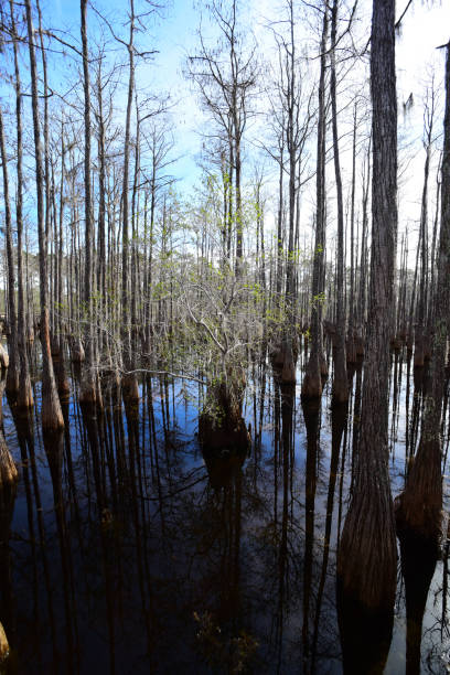 Wide angle shot of Cypress trees reflected in calm water with Holly growing out of Cypress stump Calm, shallow lake filled with Cypress trees. Photo taken at Pine Log state forest in the northwest Florida. Nikon D750 with Venus Laowa 15mm macro lens. pine log state forest stock pictures, royalty-free photos & images