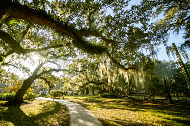 New Orleans Cityscapes New Orleans City Park, Louisiana. new orleans stock pictures, royalty-free photos & images