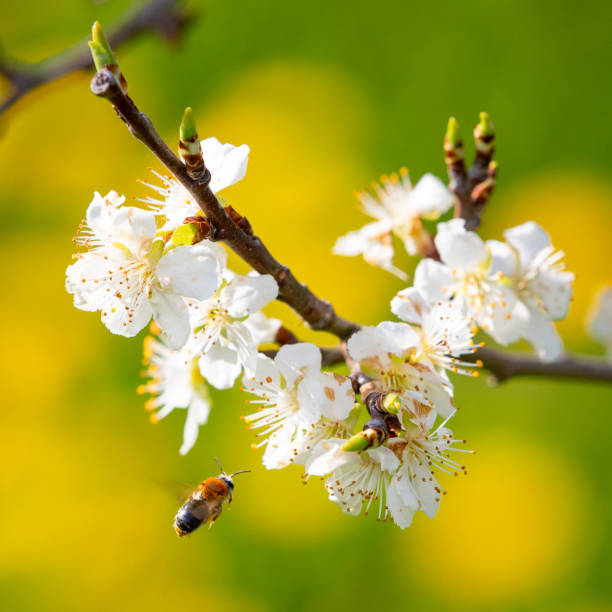 Orange-tailed Mining Bee - Andrena haemorrhoa - flying towards the flowers of a blossoming Prune tree in springtime.
