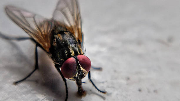 istock Close up of house fly 1204223916