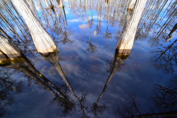 Wide angle shot of Cypress trees reflected in calm water Calm, shallow lake filled with Cypress trees. Photo taken at Pine Log state forest in the northwest Florida. Nikon D750 with Venus Laowa 15mm macro lens. pine log state forest stock pictures, royalty-free photos & images