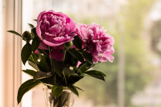 istock Bouquet of bright pink peonies on the window. 1204224864