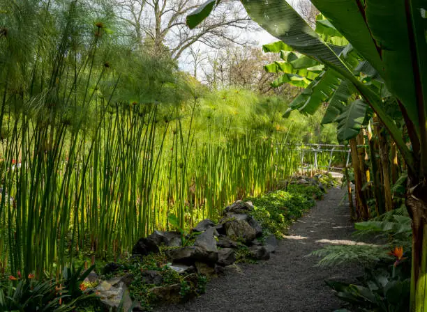 Papyrus, Tropical Bog Plant in Chapultepec park Mexico City