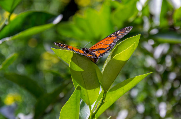 istock Red Admiral butterfly in Chapultepec park Mexico City 1204225286
