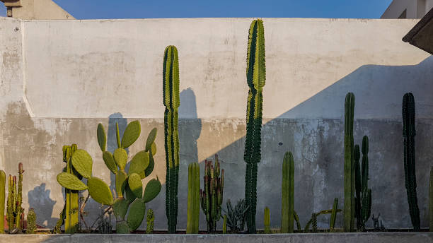 istock Cactus against a concrete wall Mexico City 1204225384