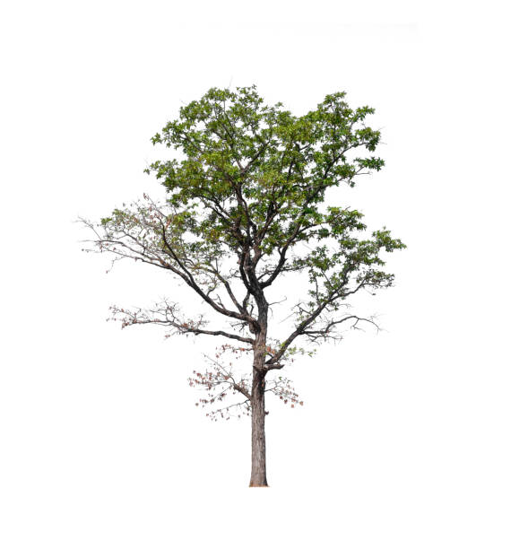 istock Seasonal tree isolated on a white background 1204226359