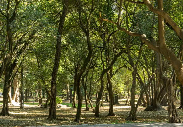 Trees growing in Chapultepec park Mexico City