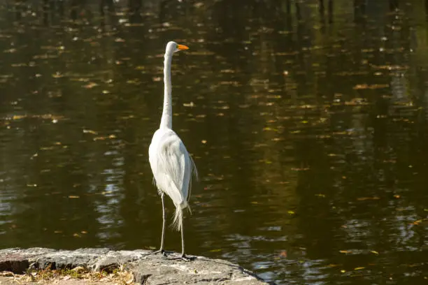 Photo of White Little egret bird by the lake in Chapultepec park Mexico City