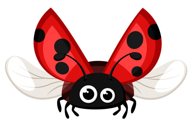 marienkäfer fliegen auf weißem hintergrund. insekt - ladybug stock-grafiken, -clipart, -cartoons und -symbole