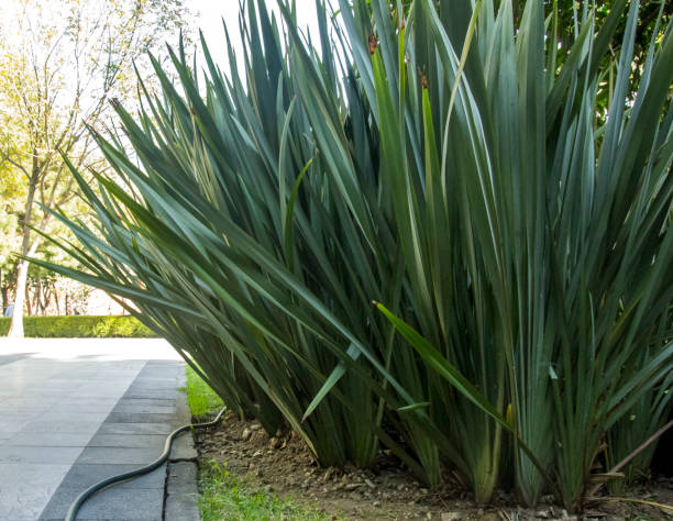 istock Variegated Agave plant Mexico City 1204226813