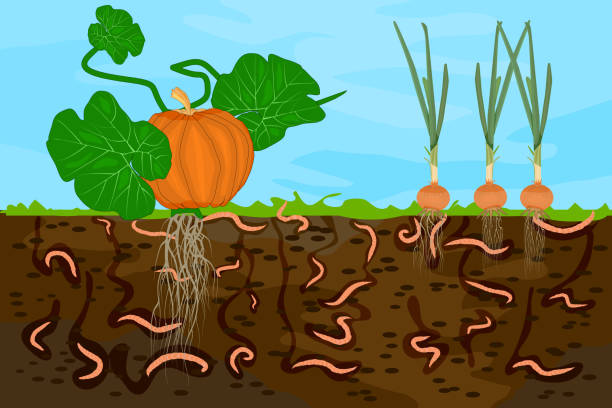 illustrations, cliparts, dessins animés et icônes de découpage moulu avec des vers de terre et des légumes. - dirt backgrounds humus soil textured