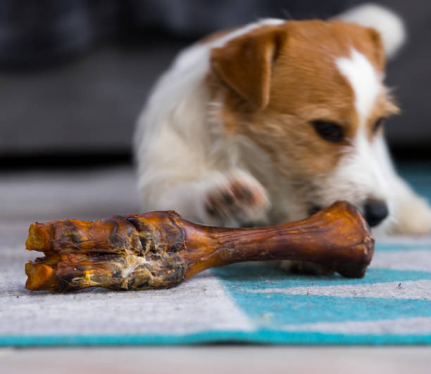 istock The puppy eats a bone on the carpet. Dog Jack Russell Terrier. 1204227865