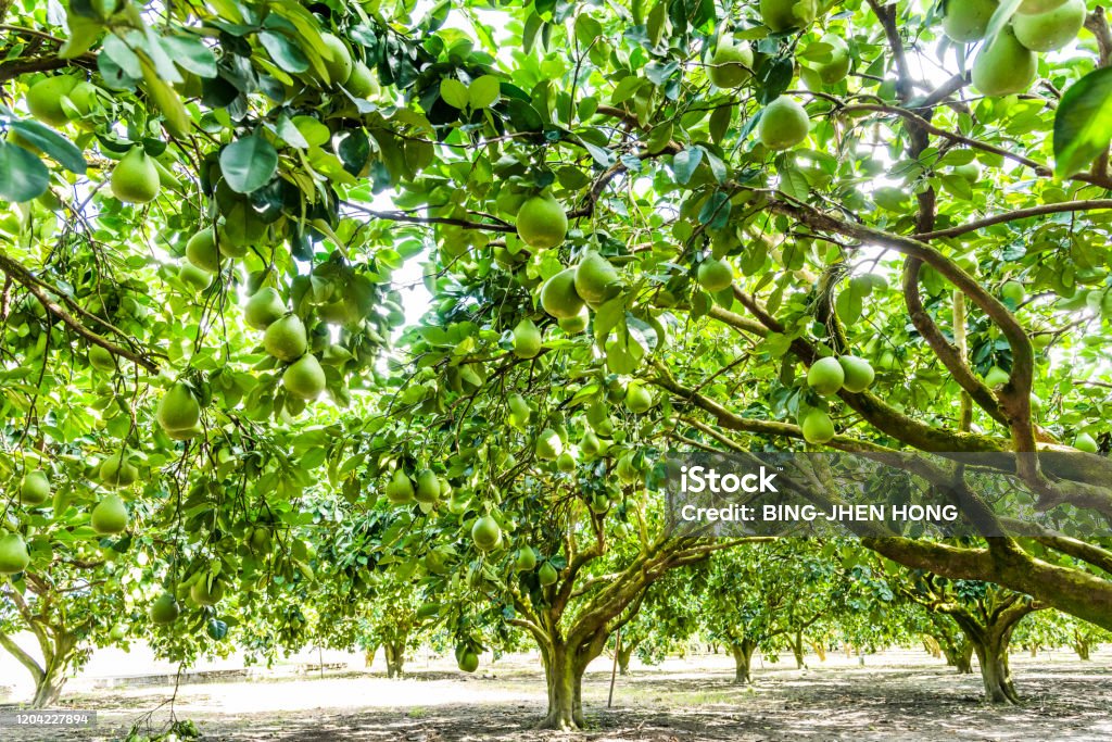 Pomelo Strom () Pomelo Strom