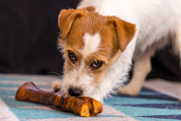 istock The puppy eats a bone on the carpet. Dog Jack Russell Terrier. 1204227916