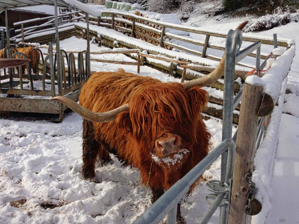 istock a bull behind the steel in winter 1204227959
