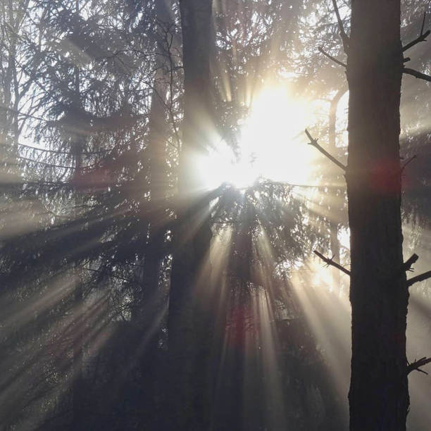 istock sunflares in the forest at sunset 1204228011