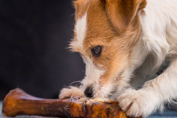 istock The puppy eats a bone on the carpet. Dog Jack Russell Terrier. 1204228099