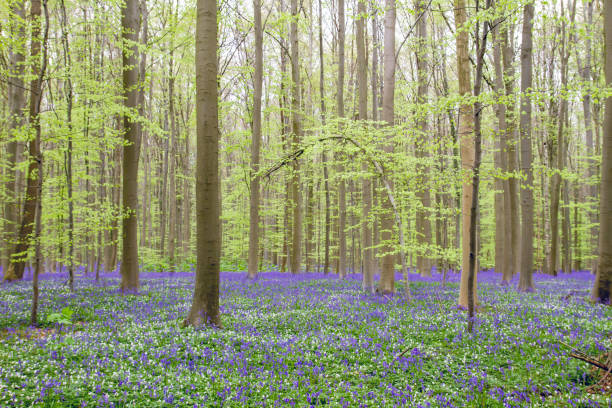 istock Springtime landscape in Hallerbos, Belgium 1204228937