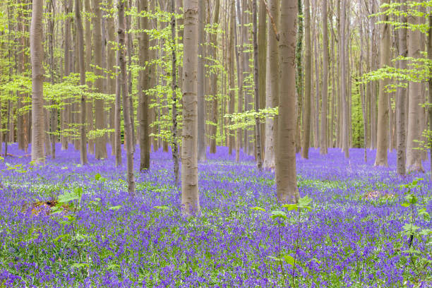 istock BLue-purplish flowers carpet in the springtime forest with bluebells and beech trees blooming 1204228951