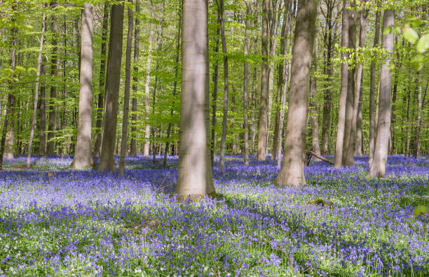 istock Springtime forest with beech trees and bluebells blooming 1204228958