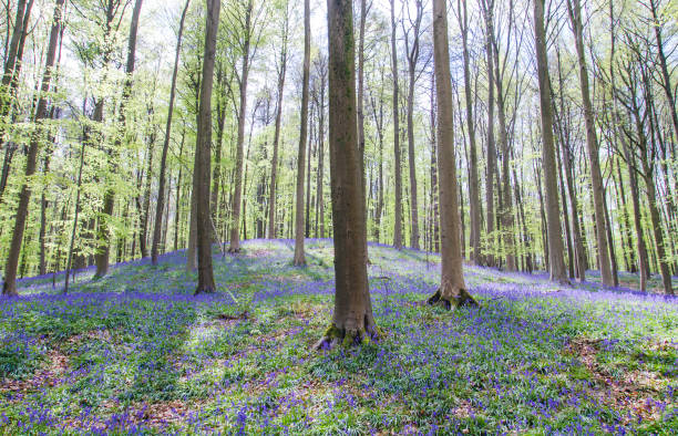 istock Springtime woodland landscape with bluebells blooming 1204228968