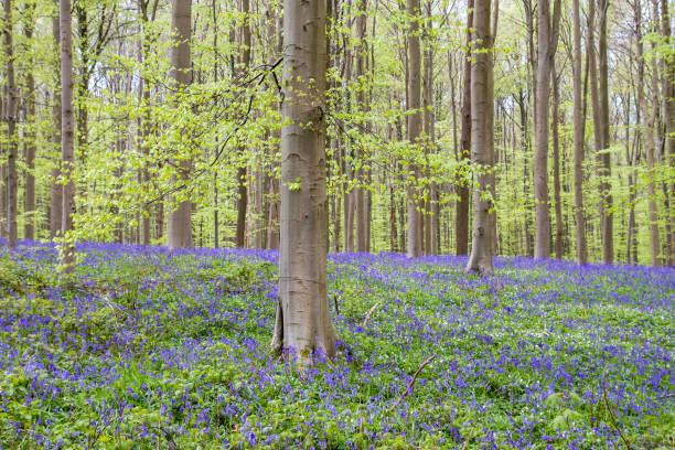 istock Beech trees and bluebells blooming in the springtime forest 1204228971
