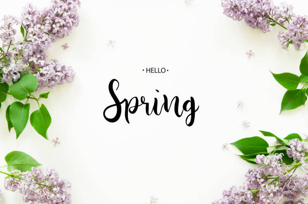 Photo of Inscription Hello Spring. Lilac flowers on white background. Spring flowers. Top view, flat lay. - Image