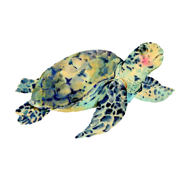 istock Watercolor vintage sea turtle natural greeting card 1204229420