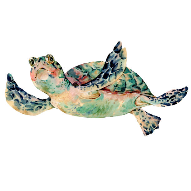 istock Watercolor vintage sea turtle natural greeting card 1204229435