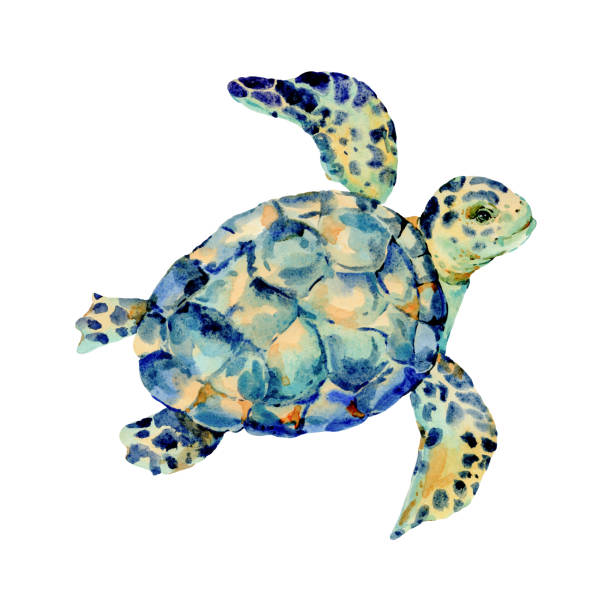 istock Watercolor vintage sea turtle natural greeting card 1204229458