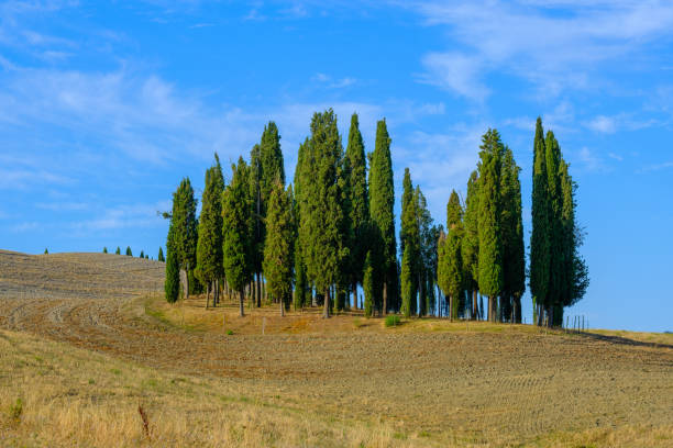istock landscape of field with alone cypresses 1204229595