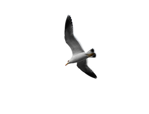 istock Seagull bird. Flying sea gull isolated 1204230811