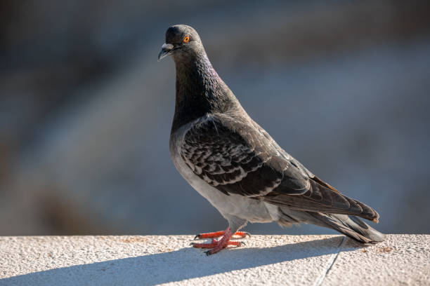 istock Pigeon sitting on a gray asphalt curb curiously looking on camera 1204233008
