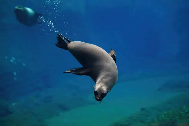 Photo of Cape ful seal diving underwater