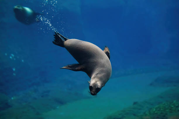 cape ful foca mergulhando debaixo d'água - otaria - fotografias e filmes do acervo