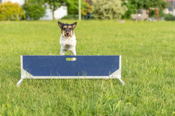 cute small jack russell terrier dog is jumping fast over a hurdle. dog is holding a dumbbells in the catch - hurdle conquering adversity obstacle course nobody imagens e fotografias de stock