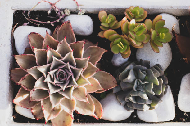 istock Rectangular arrangement of succulents, cactus succulents in a planter, above view, toning 1204235183