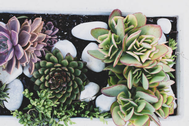 istock Rectangular arrangement of succulents, cactus succulents in a planter, above view, toning 1204235890