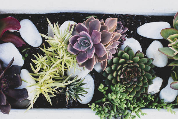istock Rectangular arrangement of succulents, cactus succulents in a planter, above view, toning 1204236109