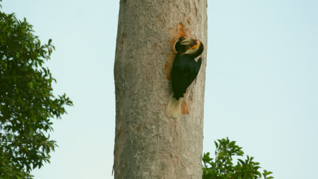 Wreathed Hornbill is feeding in a wooden jar on a tree.