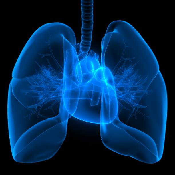 Human Lungs With Heart Anatomy Stock Photo - Download Image Now - Lung, Heart - Internal Organ, Heart Shape - iStock Human Lungs With Heart Anatomy Stock Photo - Download Image Now - Lung, Heart - Internal Organ, Heart Shape - iStock