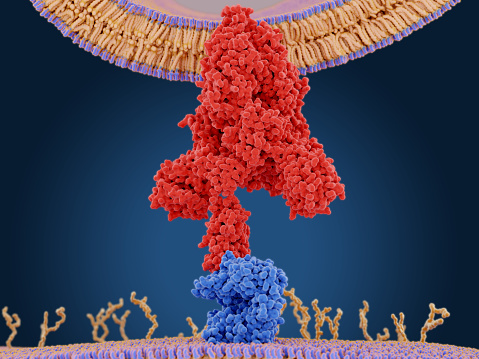 La proteína pico del coronavirus (rojo) media la entrada del virus en las células huésped. Se une a la enzima de conversión de angiotensina 2 (azul) y fusiona membranas virales y huésped. photo