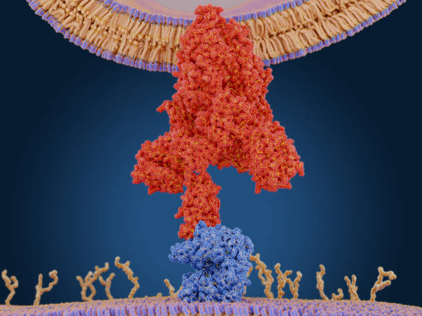 istock The coronavirus spike protein (red) mediates the virus entry into host cells. It binds to the angiotensin converting enzyme 2 (blue) and fuses viral and host membranes. 1204238682