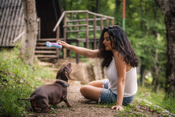 молодая женщина, играющая с собакой - pet toy dachshund dog toy стоковые фото и изображения