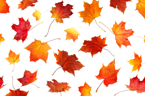 istock Autumn orange  leaves falling down Isolated on white background 1204244659