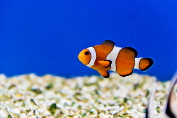 istock Aquarium fishes in salt water 1204244871